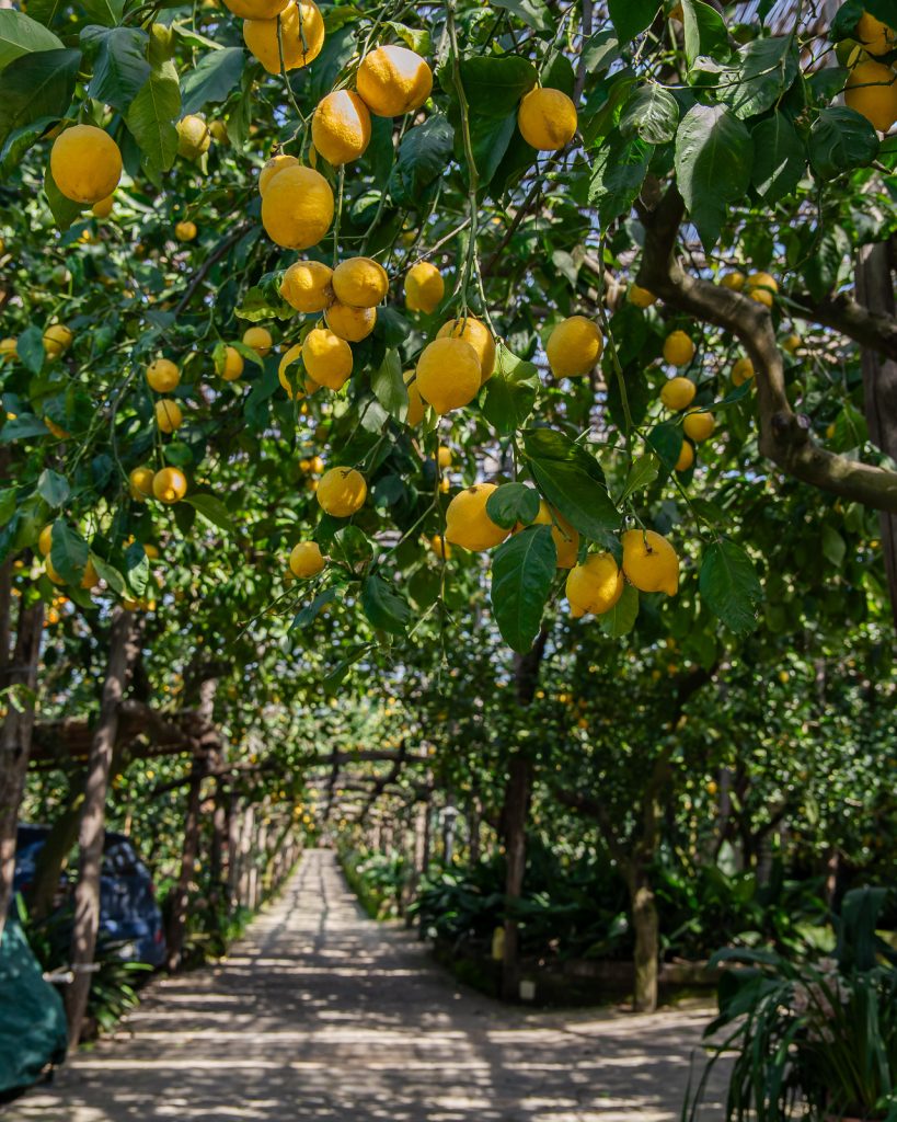 lemon groves