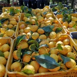 limoni di sorrento igp